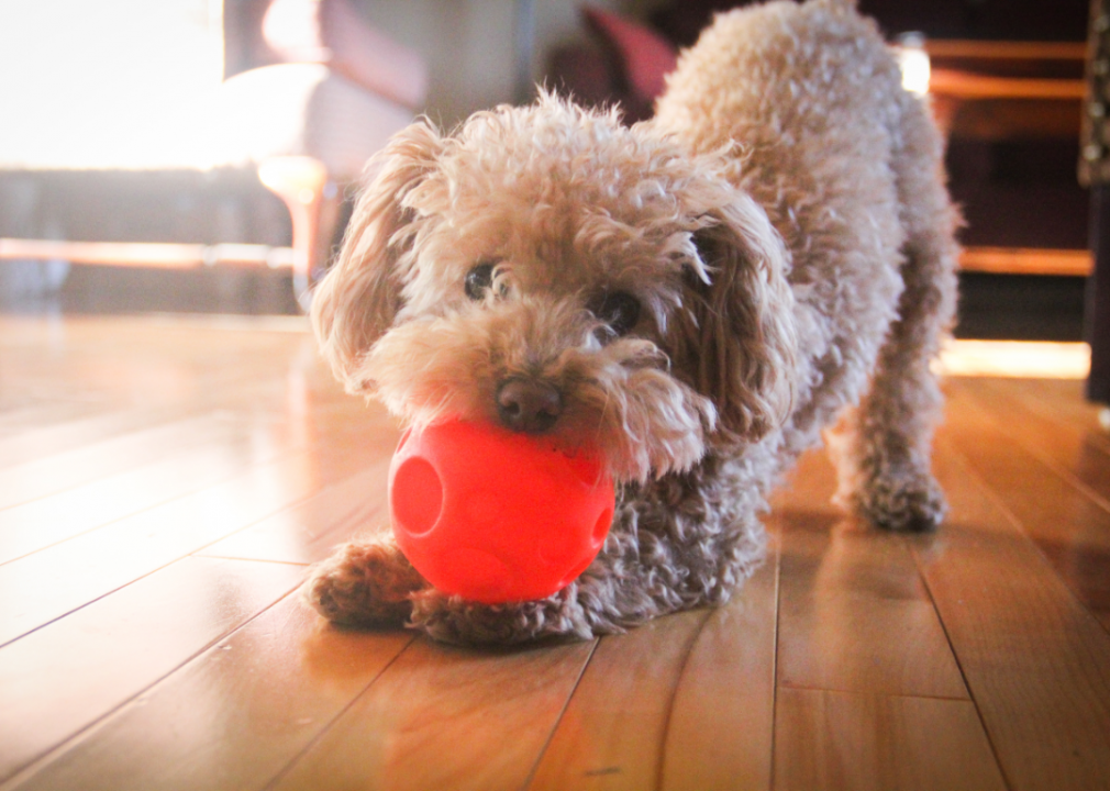 #6. Poodle